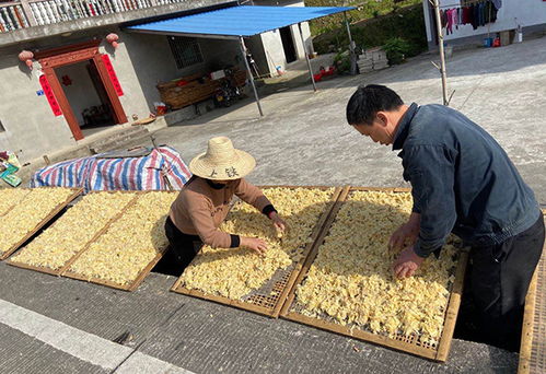 人均收入由9320元提至13600元 駐村書記說脫貧要念好 三字經(jīng)