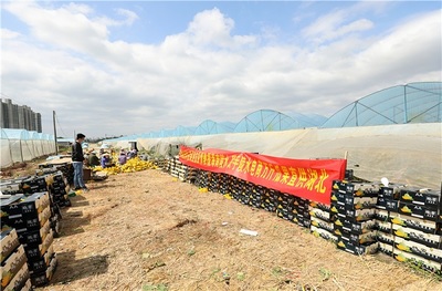 海南陵水萬斤瓜果直供湖北