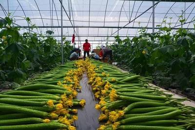 扶貧加速度!長順縣代化鎮打傍蔬菜基地 首批&ldquo;扶貧蔬菜&rdquo;上市啦!
