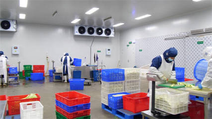 東營市東營區(qū):單日最大產(chǎn)能25-30噸 &ldquo;凈菜工廠&rdquo;保障市民&ldquo;菜籃子&rdquo;