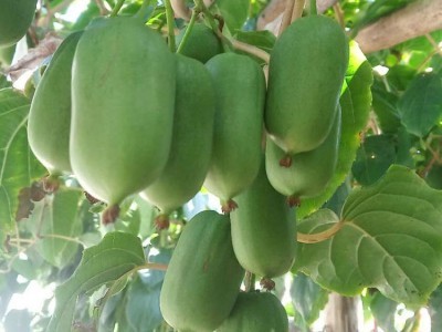 農(nóng)之寶農(nóng)寶商城信息屬于農(nóng)之寶平臺(tái)(www.nzb555.com)包含蔬菜,水果,禽畜肉蛋,糧油米面,農(nóng)資農(nóng)機(jī),種子種苗,水產(chǎn),農(nóng)副加工等產(chǎn)品類目,為廣大商家企業(yè)提供更便捷的交易方式。