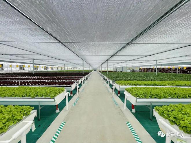 全省首批！肥東縣農產品果蔬種植與農副產品收購雙豐收